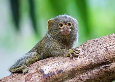 10 من أصغر الحيوانات الحية في العالم بالصور