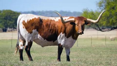 10 من أفضل أنواع الأبقار في العالم بالصور