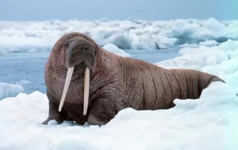 13 حيوان قطبي بارد بالصور