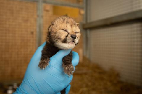 لأول مرة صغير الفهد يولد عن طريق الإخصاب في