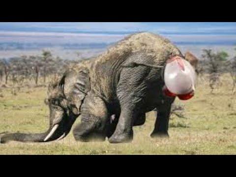 10 حقائق رائعة عن الفيل ستكتشفها لأول مرة!!