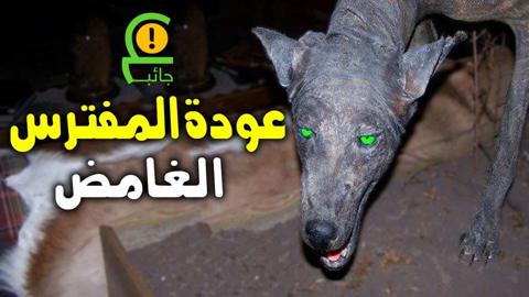 حيوان غريب يظهر في أكثر من دولة عربية !! لن