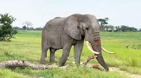 يعتبر الفيل من أخطر الحيوانات