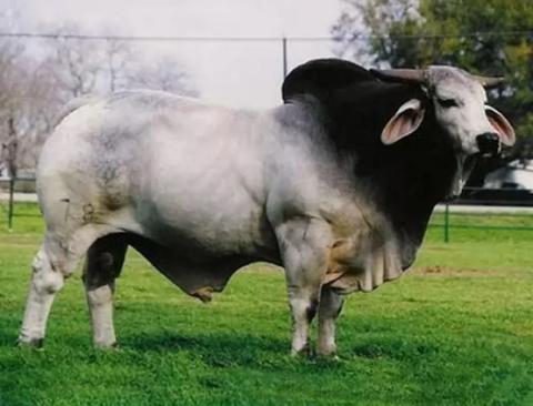 البقرة البراهمانية هي نوع من الماشية