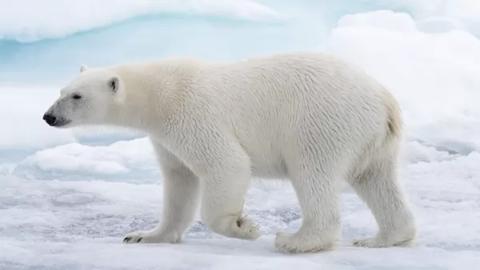 الدب القطبي حيوان قطبي