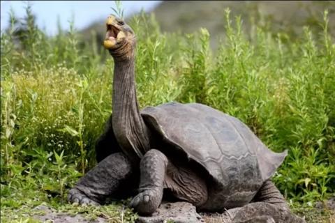 سلحفاة غالاباغوس هي نوع من السلاحف البرية