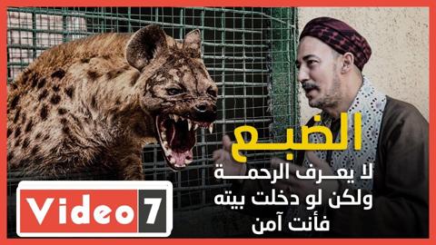 أشهر مربى ضباع بمصر: حيوان رمة لكنه يعطيك