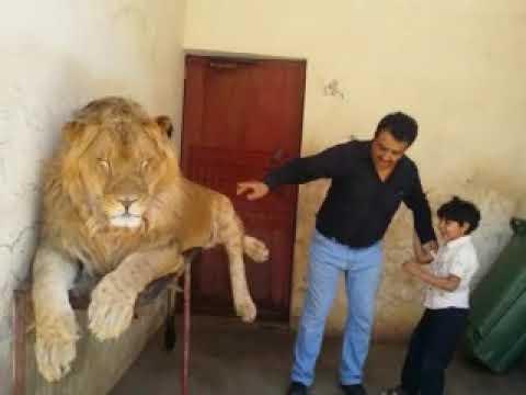 اسد يفترس طفلين في حديقه الحيوان رعب