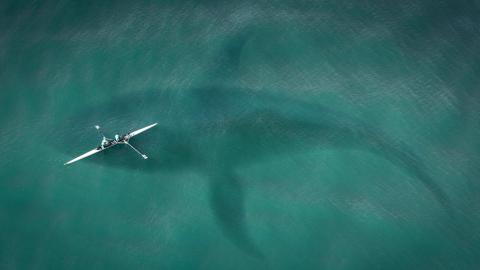 الحوت الأزرق | أضخم حيوان على وجه الأرض 🐳