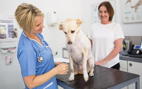 طبيب بيطري يفحص الكلب المصاب بخلل التنسج الوركي