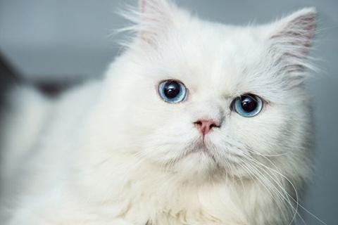 ألوان عيون القطط