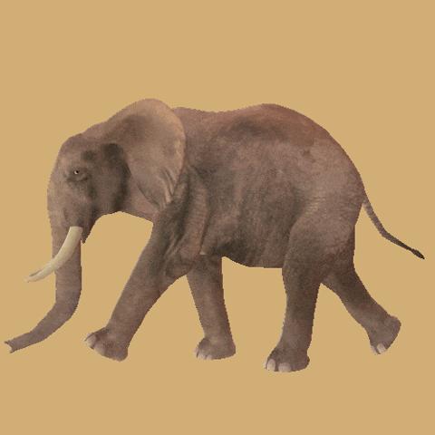 معلومات عن حيوان الفيل