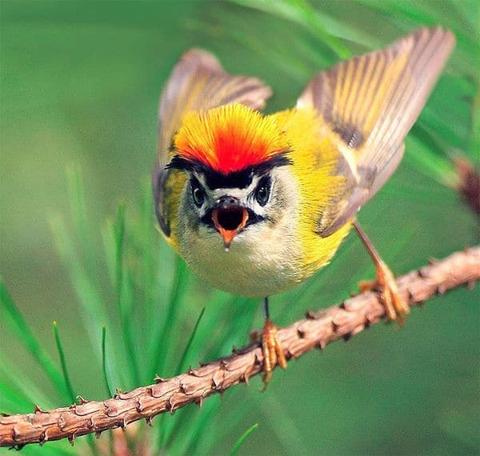 صور طيور لأجمل الطيور في العالم