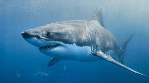 صور سمك القرش أشرس الحيوانات البحرية