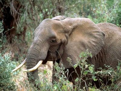 حقائق عن فيل الغابات الأفريقية| Loxodonta