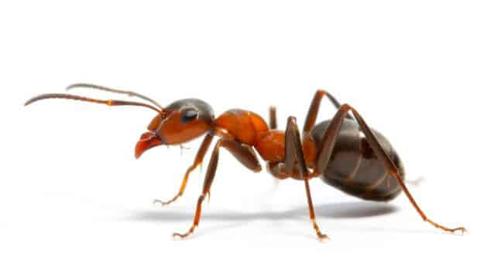 معلومات عن عالم النمل