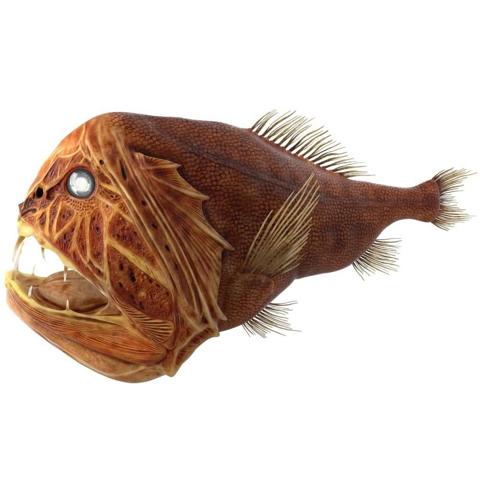 سمكة الفانج توز