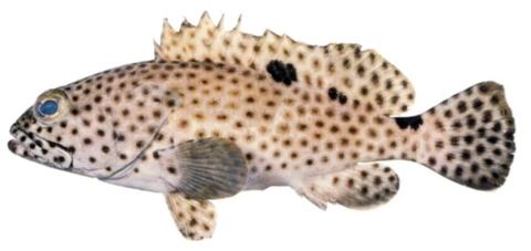 أنواع أسماك البحر الأحمر