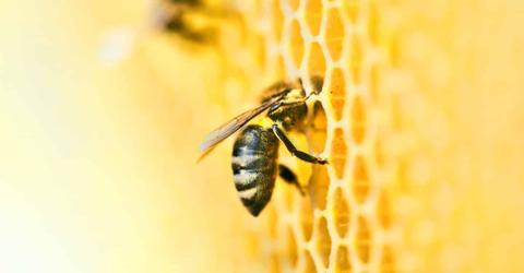 أنواع نحل العسل
