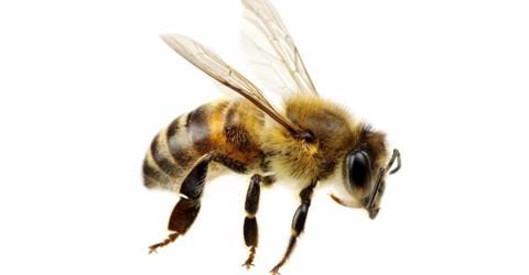 كيفية علاج لدغة النحل