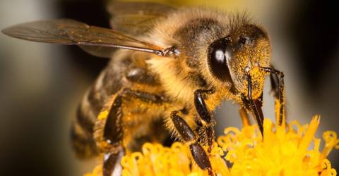 ماذا يسمى ذكر النحل ؟