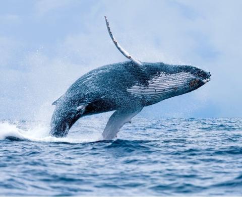 أنواع الحيتان بالصور