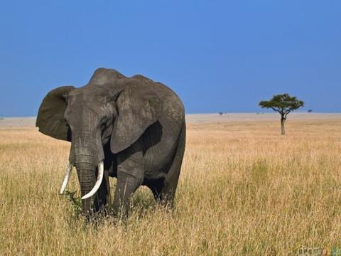 معلومات عامة عن حيوان الفيل