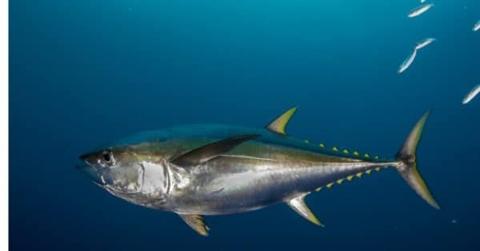 تونة صفراء الزعانف Yellowfin Tuna