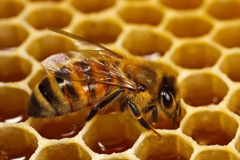 ما هي وظيفة ملكة النحل؟