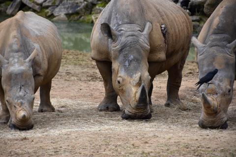 وحيد القرن الأبيض White Rhinoceros