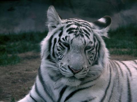 النمر الأبيض White Tiger