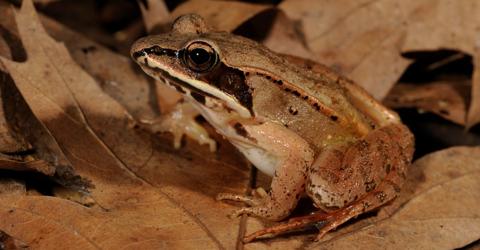 الضفدع الخشبي Wood Frog