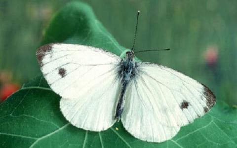 الفراشة البيضاء