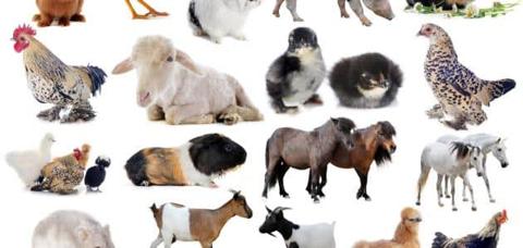 كم نوعا للحيوانات ؟