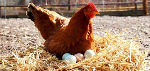 كيف يفقس بيض الدجاج ؟