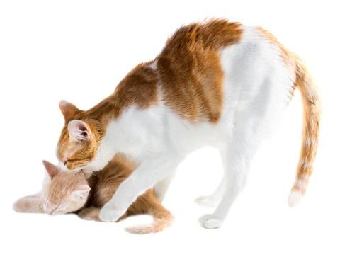 إمساك القط من رقبته – لماذا لا ينبغي عليك فعل