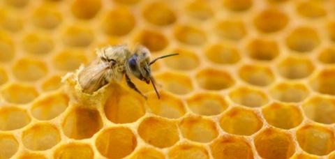 ما هي لغة تواصل النحل؟