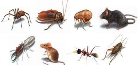 أنواع الحشرات الضارة