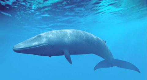 كم طول الحوت الازرق؟