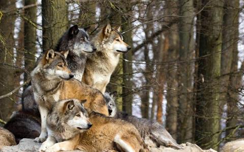 معلومات عن حيوان الذئب