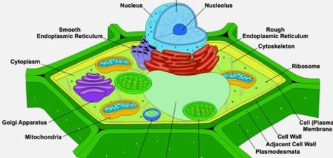 مكونات الخلية النباتية