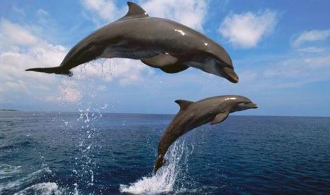 هل الدلفين مهدد بالإنقراض