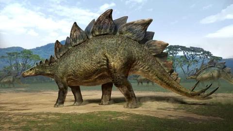 معلومات عن الديناصور ستيجوسورس