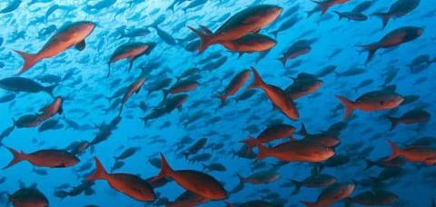 ماهي أنواع أسماك البحر الأحمر