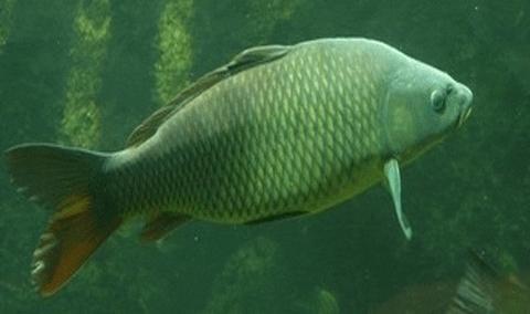 معلومات عن الأسماك العظمية المتطورة