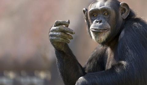 معلومات عن الشمبانزي