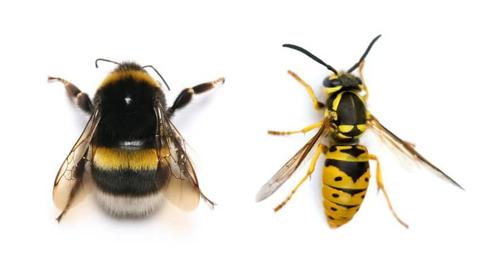 الفرق بين النحلة و الدبور (الزنبور)