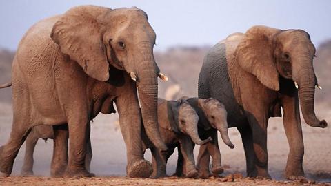 الفيل الأفريقي