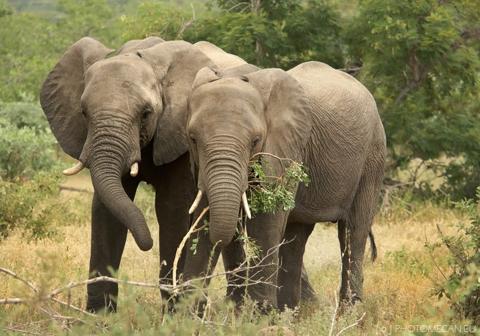فيل الغابات الأفريقي