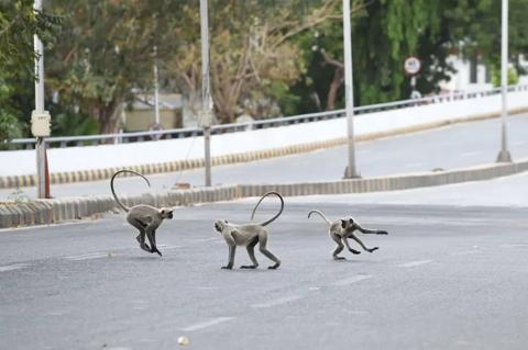 القرود تلعب في الشوارع الفارغة